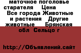 маточное поголовье старателя  › Цена ­ 2 300 - Все города Животные и растения » Другие животные   . Брянская обл.,Сельцо г.